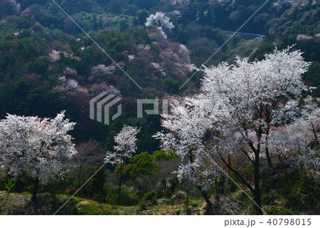 山桜（香川県さぬき市志度） 40798015