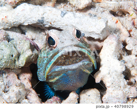 ジョーフィッシュの口内飼育 ジョーフィッシュの口内飼育 40798929