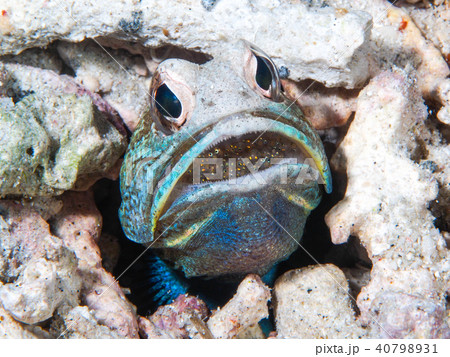 ジョーフィッシュの口内飼育 40798931