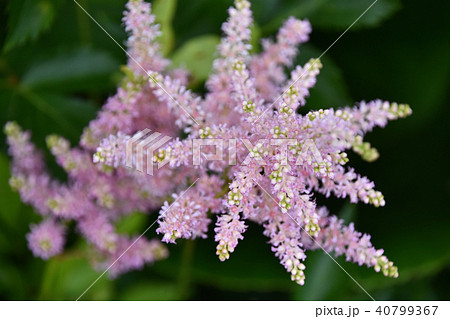 アスチルベ 40799367