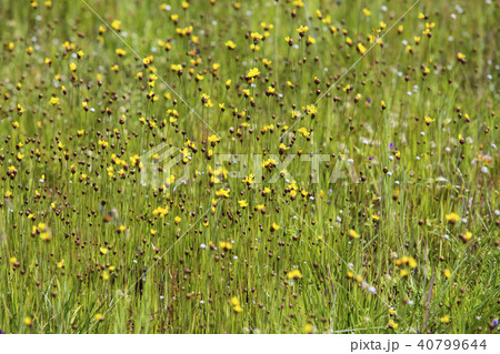 Drosera indica Linn.flower beautiful mix with Utri 40799644