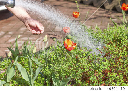 Hose for watering the garden with a nozzle Hose for watering the garden with a nozzle 40801150