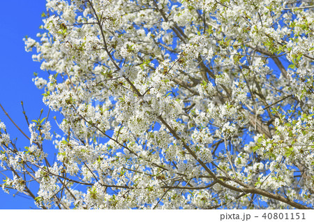 Blossoming apple tree, white flowers o 40801151
