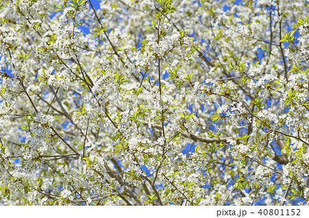 Blossoming apple tree, white flowers on green Blossoming apple tree, white flowers on green 40801152