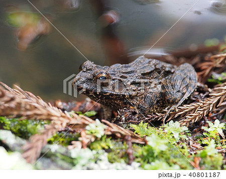 ツチガエル 40801187