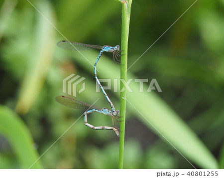 ホソミオツネントンボ 40801255