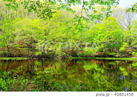 新緑の矢ノ原湿原 40801450