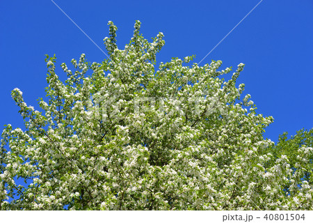 Blossoming apple tree. 40801504