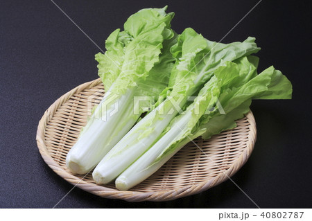 山東菜 山東菜 40802787