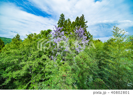 山藤 山藤 40802801