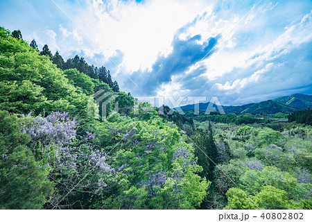 山藤と天候変化 山藤と天候変化 40802802