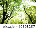 新緑　 40803257