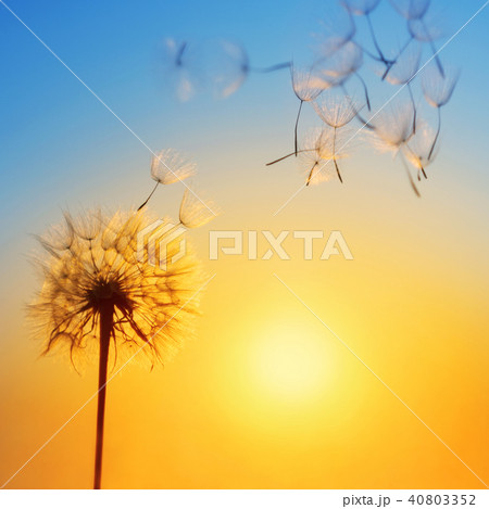 Silhouette of dandelion against the backdrop of the setting sun. 40803352