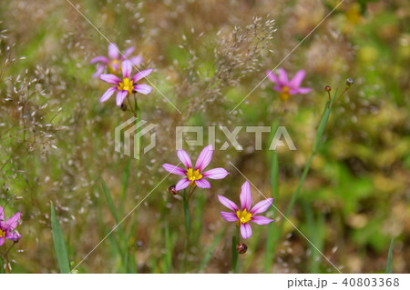 花 花 40803368