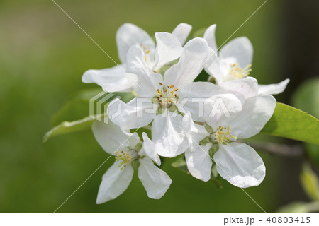 リンゴの花の写真素材