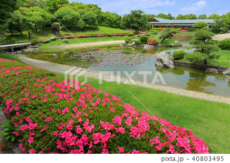 こしがや能楽堂、花田苑のサツキとスイレンの花（5月）埼玉県越谷市 40803495