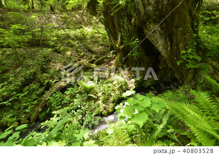 【兵庫県　香美町】和池の大カツラ 40803528