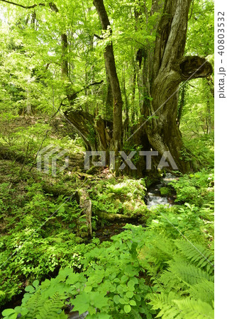 【兵庫県　香美町】和池の大カツラ 40803532