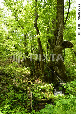 【兵庫県　香美町】和池の大カツラ 40803533