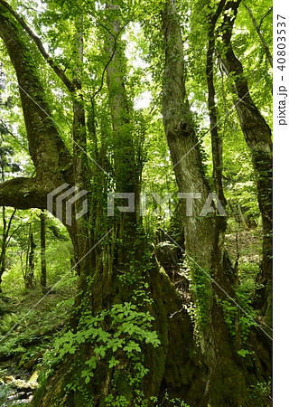 【兵庫県　香美町】和池の大カツラ 40803537