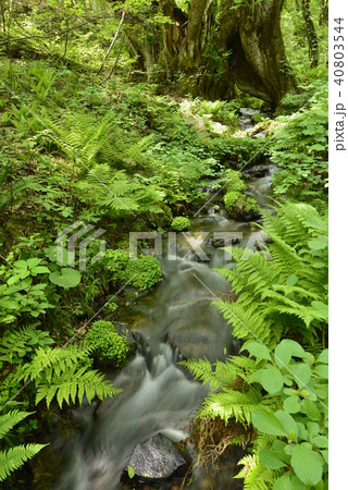 【兵庫県　香美町】和池の大カツラ 40803544