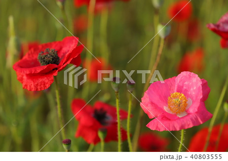 ポピー　花 40803555