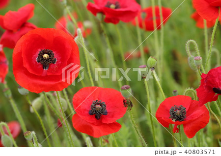 ポピー　花 40803571