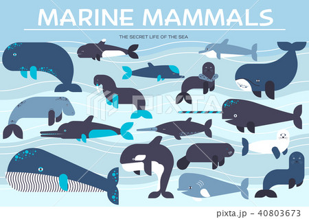 Sea mammals animal collection icons set. Vector Sea mammals animal collection icons set. Vector 40803673