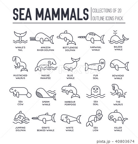 Sea mammals animal thin lines collection icons set Sea mammals animal thin lines collection icons set 40803674