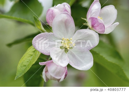 リンゴの花 リンゴの花 40803777