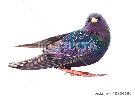 colorful plumage of a European Starling 40804196