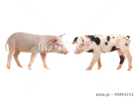 two pig two pig 40804235