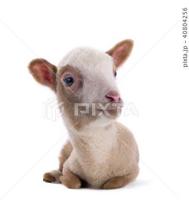 sheep 40804256