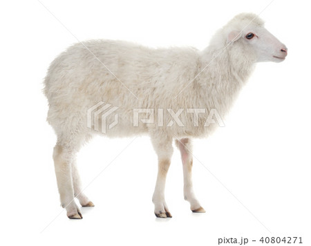 sheep sheep 40804271