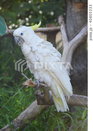 アオメキバタン(上野動物園/東京都台東区上野公園) アオメキバタン(上野動物園/東京都台東区上野公園) 40805333