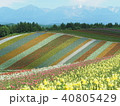 四季彩の丘 40805429