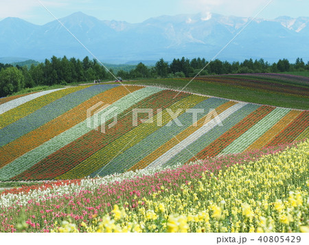 四季彩の丘 40805429