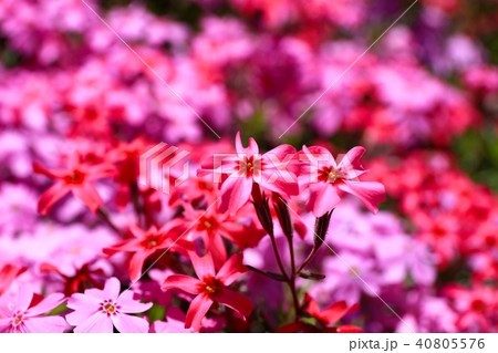 川端駅の芝ざくら（アップ 40805576