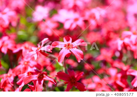 川端駅の芝ざくら(アップ 川端駅の芝ざくら(アップ 40805577