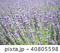 ラベンダー 40805598