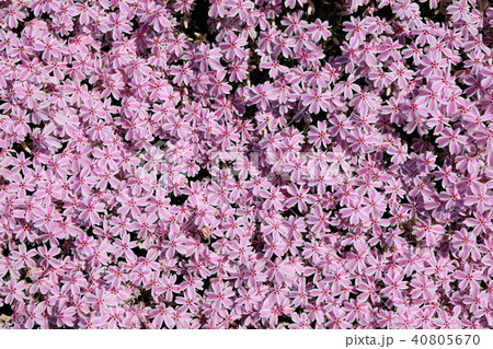 川端駅の芝ざくら 40805670