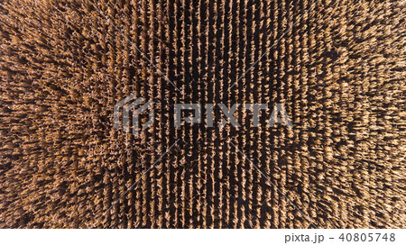 Aerial drone view from above of corn field 40805748