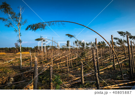 Destroyed forest as an effect of strong storm 40805887