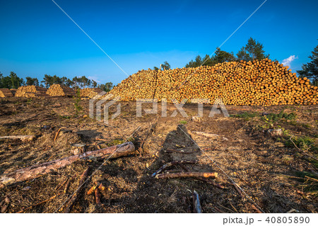 Destroyed forest as an effect of strong storm 40805890