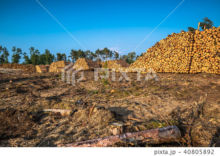 Destroyed forest as an effect of strong storm 40805892