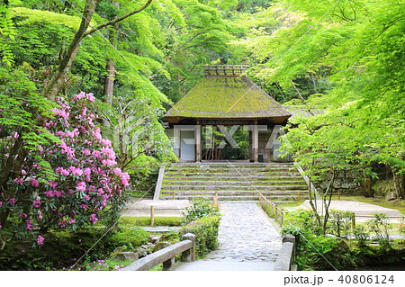 京都 初夏の法然院 京都 初夏の法然院 40806124