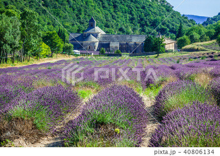 Lavender in front of the abbaye de Senanque Lavender in front of the abbaye de Senanque 40806134