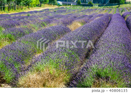 Provence - lavender field in the Gordes ,France 40806135