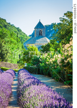 Lavender in front of the abbaye de Senanque Lavender in front of the abbaye de Senanque 40806675