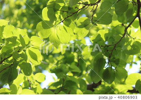 トチュウ トチュウ 40806903